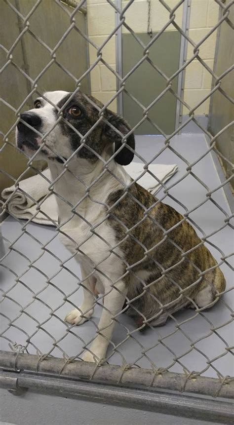 cabarrus animal shelter|cabarruscountyanimalshelter.